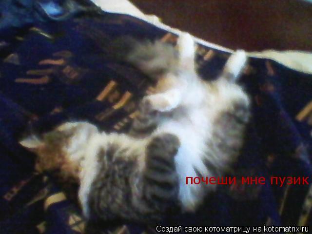 почеши мне пузик... Котоматрица: почеши мне пузик