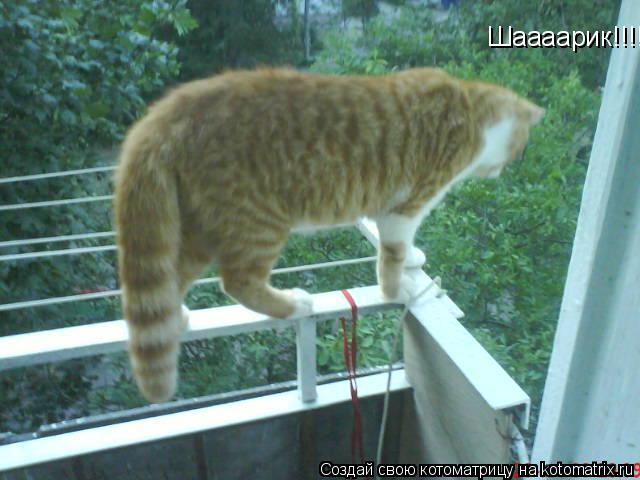 Шаааарик!!!!... Котоматрица: Шаааарик!!!!
