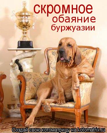 обаяние буржуазии скромное... Котоматрица: обаяние буржуазии скромное
