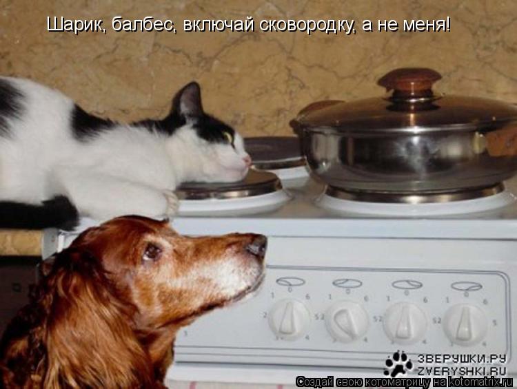 Шарик, балбес, включай сковородку, а не меня!... Котоматрица: Шарик, балбес, включай сковородку, а не меня!