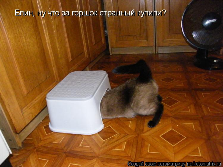Блин, ну что за горшок странный купили?... Котоматрица: Блин, ну что за горшок странный купили?