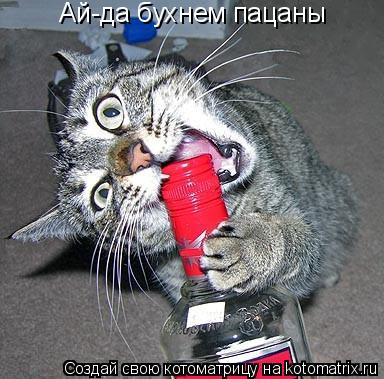 Ай-да бухнем пацаны... Котоматрица: Ай-да бухнем пацаны