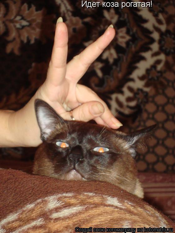 Идет коза рогатая!... Котоматрица: Идет коза рогатая!