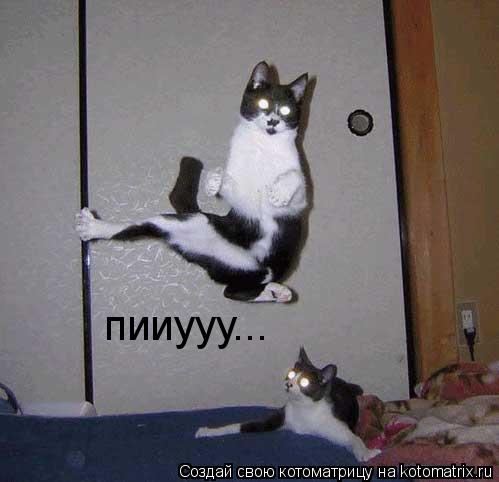 пииууу...... Котоматрица: пииууу...