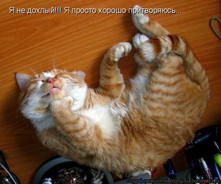 Я не дохлый!!! Я просто хорошо притворяюсь...... Котоматрица: Я не дохлый!!! Я просто хорошо притворяюсь...