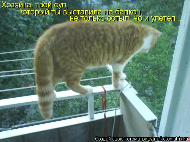 Хозяйка, твой суп, который ты выставила на балкон, не только остыл, но и улетел...... Котоматрица: Хозяйка, твой суп, который ты выставила на балкон, не только остыл, но и улетел...
