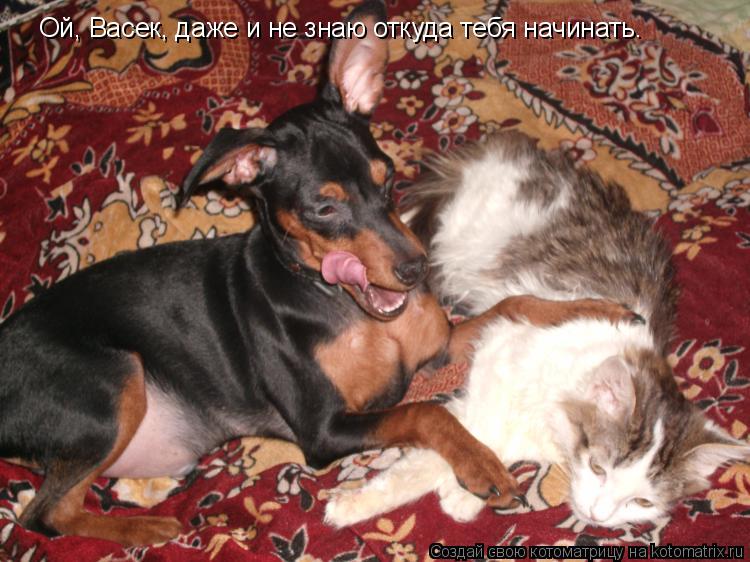 Ой, Васек, даже и не знаю откуда тебя начинать.... Котоматрица: Ой, Васек, даже и не знаю откуда тебя начинать.