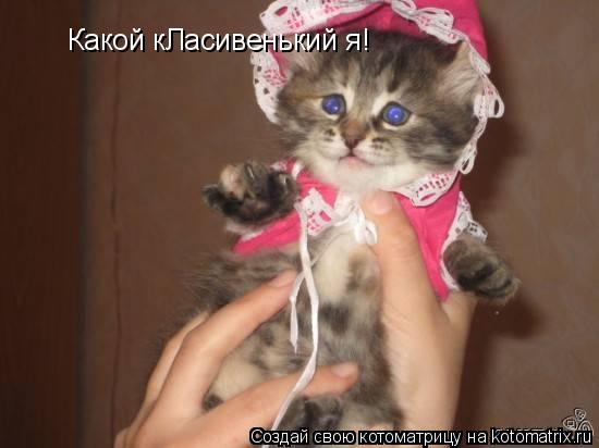 Какой кЛасивенький я!... Котоматрица: Какой кЛасивенький я!
