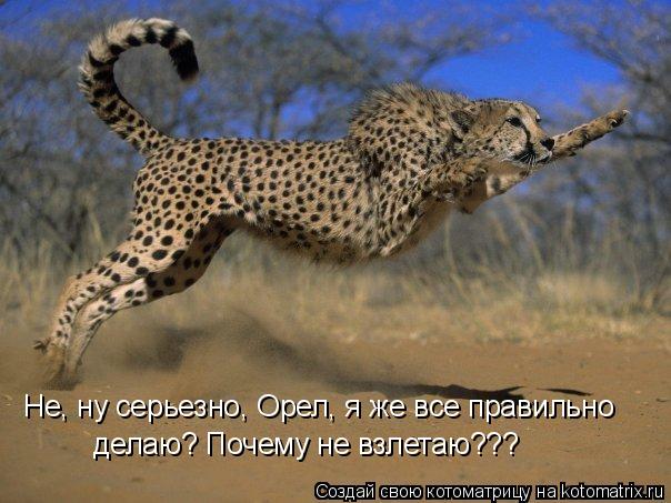 Не, ну серьезно, Орел, я же все правильно делаю? Почему не взлетаю???... Котоматрица: Не, ну серьезно, Орел, я же все правильно делаю? Почему не взлетаю???