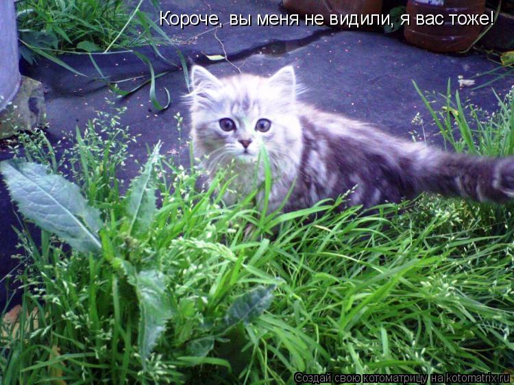 Короче, вы меня не видили, я вас тоже!... Котоматрица: Короче, вы меня не видили, я вас тоже!