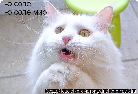 -о соле -о соле мио... Котоматрица: -о соле -о соле мио
