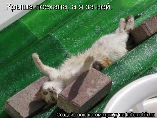 Крыша поехала, а я за ней.... Котоматрица: Крыша поехала, а я за ней.