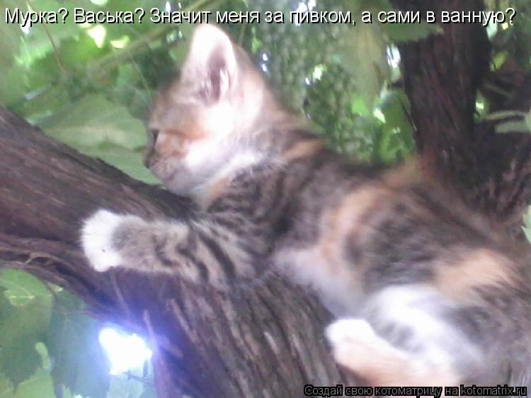 Мурка? Васька? Значит меня за пивком, а сами в ванную?... Котоматрица: Мурка? Васька? Значит меня за пивком, а сами в ванную?