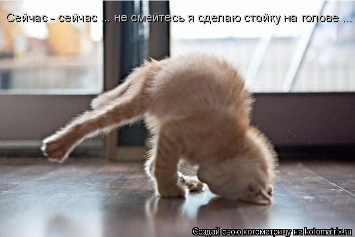 Сейчас - сейчас ... не смейтесь я сделаю стойку на голове ...... Котоматрица: Сейчас - сейчас ... не смейтесь я сделаю стойку на голове ...