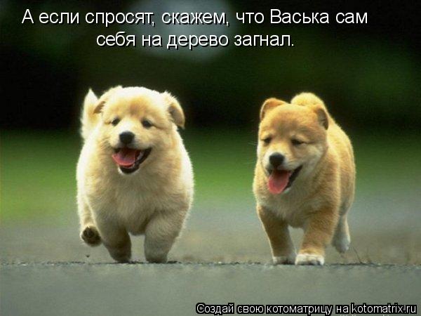 А если спросят, скажем, что Васька сам себя на дерево загнал.... Котоматрица: А если спросят, скажем, что Васька сам себя на дерево загнал.