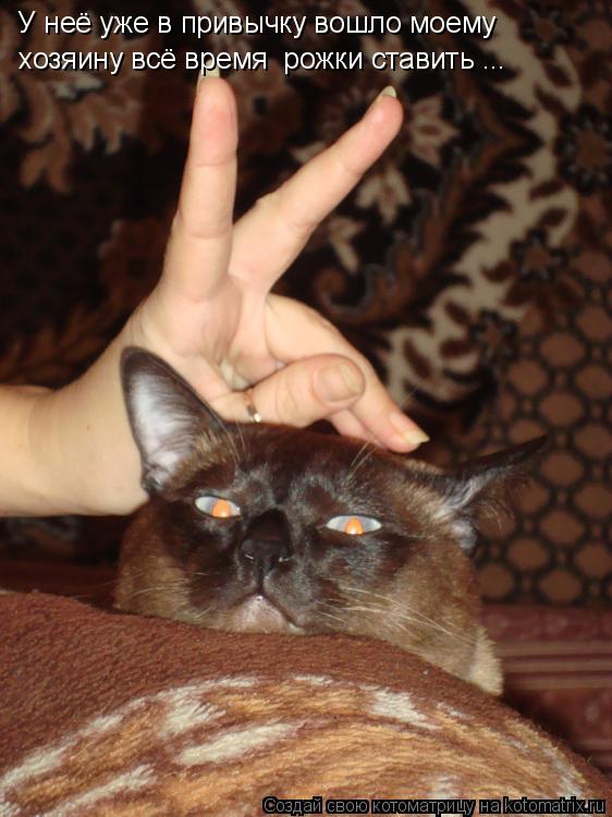 У неё уже в привычку вошло моему хозяину всё время рожки ставить ...... Котоматрица: У неё уже в привычку вошло моему хозяину всё время рожки ставить ...