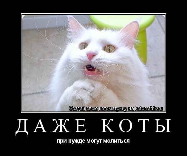 даже коты при нужде могут молиться... Котоматрица: даже коты при нужде могут молиться