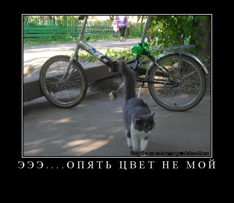 эээ....опять цвет не мой ... Котоматрица: эээ....опять цвет не мой