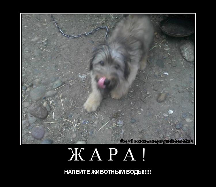 ЖАРА! НАЛЕЙТЕ ЖИВОТНЫМ ВОДЫ!!!!!... Котоматрица: ЖАРА! НАЛЕЙТЕ ЖИВОТНЫМ ВОДЫ!!!!!