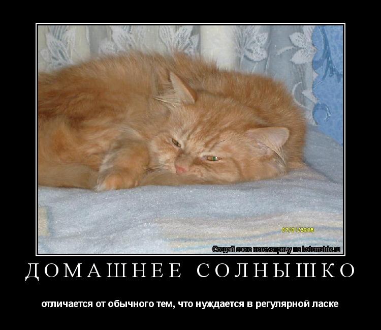 домашнее солнышко отличается от обычного тем, что нуждается в регулярной ласке... Котоматрица: домашнее солнышко отличается от обычного тем, что нуждается в регулярной ласке