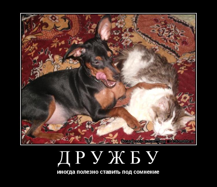 Дружбу иногда полезно ставить под сомнение... Котоматрица: Дружбу иногда полезно ставить под сомнение