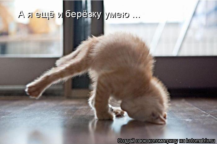 А я ещё и берёзку умею ...... Котоматрица: А я ещё и берёзку умею ...