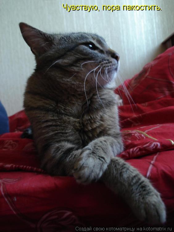 Чувствую, пора пакостить.... Котоматрица: Чувствую, пора пакостить.