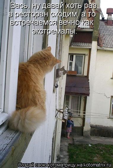 Вась, ну давай хоть раз в ресторан сходим, а то встречаемся вечно как экстремалы.... Котоматрица: Вась, ну давай хоть раз в ресторан сходим, а то встречаемся вечно как экстремалы.