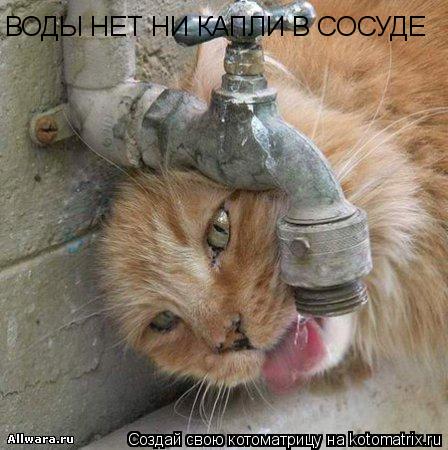 ВОДЫ НЕТ НИ КАПЛИ В СОСУДЕ... Котоматрица: ВОДЫ НЕТ НИ КАПЛИ В СОСУДЕ