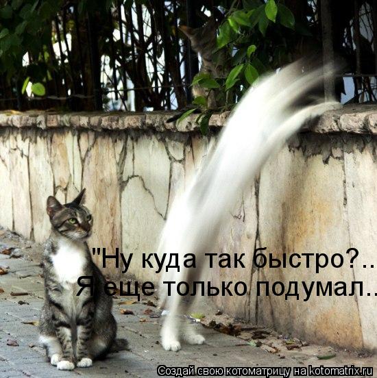 Котоматрица: "Ну куда так быстро?... Я еще только подумал...
