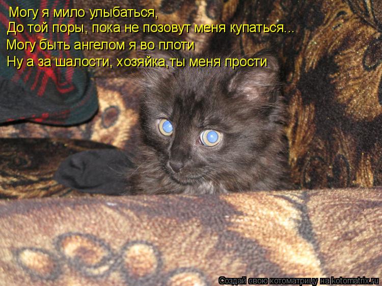 Котоматрица: Могу я мило улыбаться, До той поры, пока не позовут меня купаться... Могу быть ангелом я во плоти Ну а за шалости, хозяйка,ты меня прости
