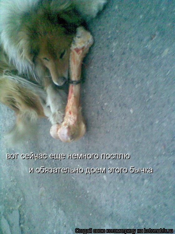 Котоматрица: вот сейчас еще немного посплю  и обязательно доем этого бычка