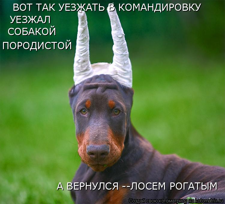 Котоматрица: ВОТ ТАК УЕЗЖАТЬ В КОМАНДИРОВКУ УЕЗЖАЛ  СОБАКОЙ  ПОРОДИСТОЙ А ВЕРНУЛСЯ --ЛОСЕМ РОГАТЫМ