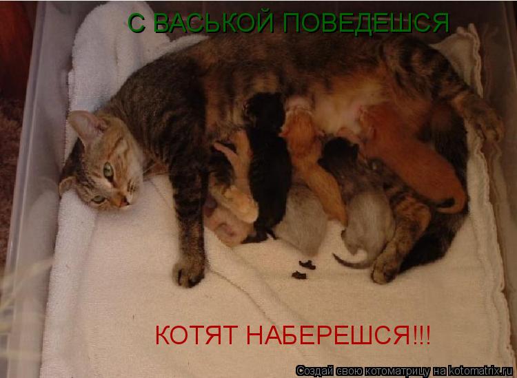 С ВАСЬКОЙ ПОВЕДЕШСЯ КОТЯТ НАБЕРЕШСЯ!!!... Котоматрица: С ВАСЬКОЙ ПОВЕДЕШСЯ КОТЯТ НАБЕРЕШСЯ!!!