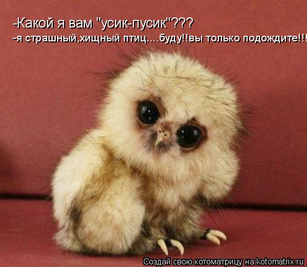 -Какой я вам "усик-пусик"??? -я страшный,хищный птиц....буду!!вы только подождите!!!... Котоматрица: -Какой я вам "усик-пусик"??? -я страшный,хищный птиц....буду!!вы только подождите!!!