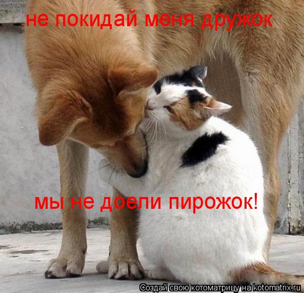 не покидай меня дружок мы не доели пирожок!... Котоматрица: не покидай меня дружок мы не доели пирожок!