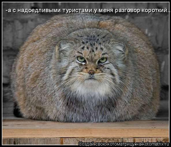-а с надоедливыми туристами,у меня разговор короткий..... Котоматрица: -а с надоедливыми туристами,у меня разговор короткий..