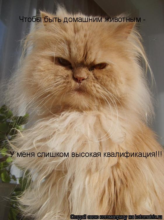 Чтобы быть домашним животным - У меня слишком высокая квалификация!!!... Котоматрица: Чтобы быть домашним животным - У меня слишком высокая квалификация!!!