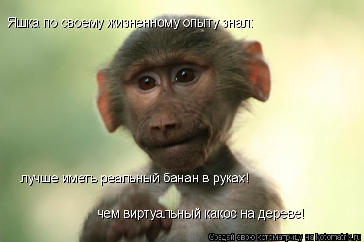 лучше иметь реальный банан в руках! чем виртуальный какос на дереве! Яшка по своему жизненному опыту ... Котоматрица: лучше иметь реальный банан в руках! чем виртуальный какос на дереве! Яшка по своему жизненному опыту знал: