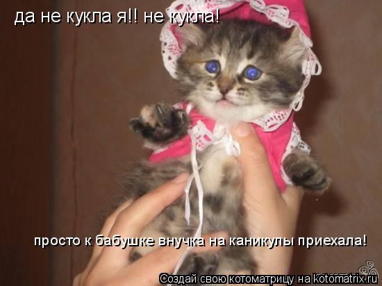 да не кукла я!! не кукла! просто к бабушке внучка на каникулы приехала!... Котоматрица: да не кукла я!! не кукла! просто к бабушке внучка на каникулы приехала!