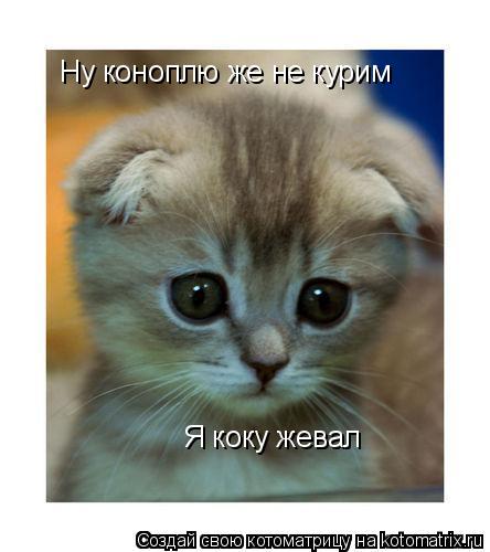 Ну коноплю же не курим Я коку жевал... Котоматрица: Ну коноплю же не курим Я коку жевал