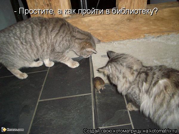 - Простите, а как пройти в библиотеку?... Котоматрица: - Простите, а как пройти в библиотеку?