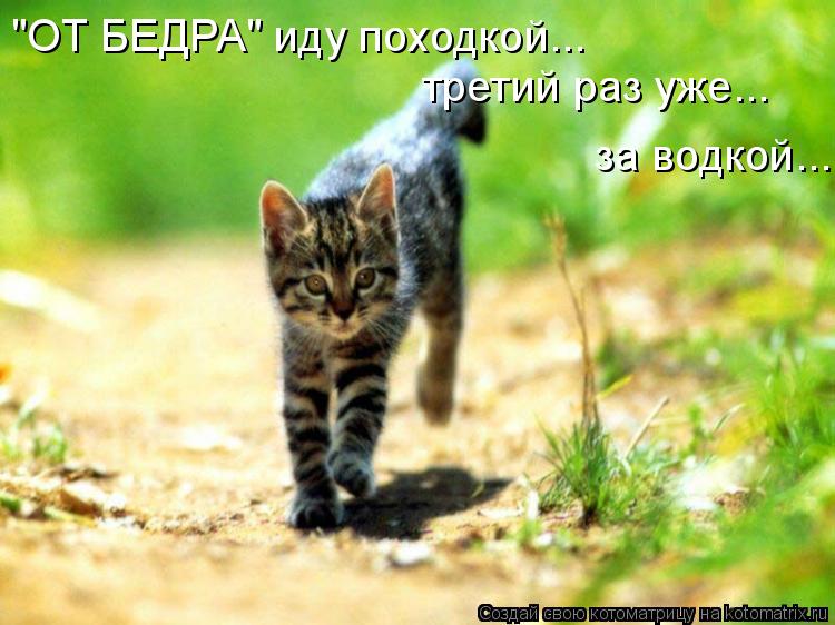 "ОТ БЕДРА" иду походкой... третий раз уже... за водкой...... Котоматрица: "ОТ БЕДРА" иду походкой... третий раз уже... за водкой...
