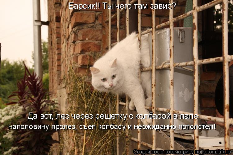 Барсик!! Ты чего там завис? Да вот, лез через решетку с колбасой в лапе наполовину пролез, съел колба... Котоматрица: Барсик!! Ты чего там завис? Да вот, лез через решетку с колбасой в лапе наполовину пролез, съел колбасу и неожиданно потолстел!