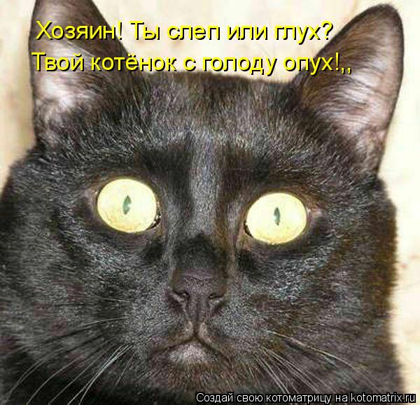 Котоматрица: Хозяин! Ты слеп или глух? Твой котёнок с голоду опух!,,