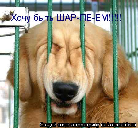 Котоматрица: Хочу быть ШАР-ПЕ-ЕМ!!!!!