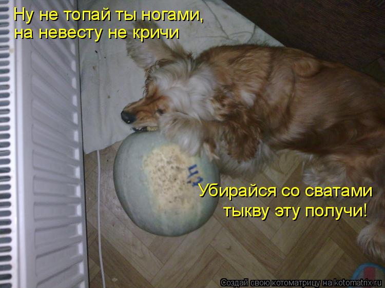Котоматрица: Ну не топай ты ногами, на невесту не кричи Убирайся со сватами  тыкву эту получи!