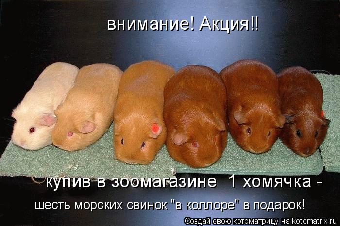 Котоматрица: внимание! Акция!! купив в зоомагазине  1 хомячка -  шесть морских свинок "в коллоре" в подарок!