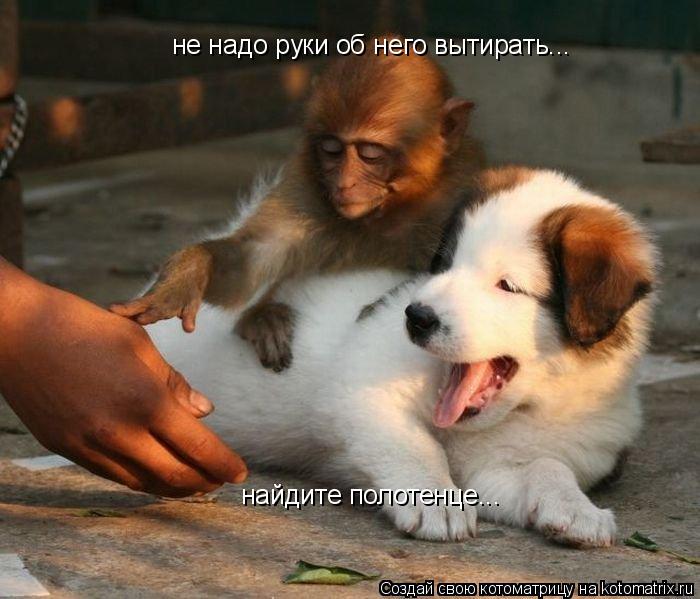 Котоматрица: не надо руки об него вытирать... найдите полотенце...