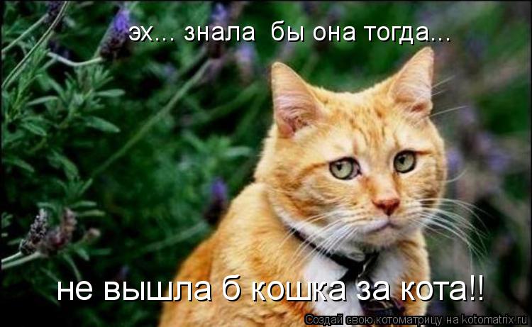 Котоматрица: эх... знала  бы она тогда... не вышла б кошка за кота!!